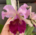 Carica l'immagine nel visualizzatore Galleria, Cattleya Voltaire (C G Roebling х Cattleya dowiana)