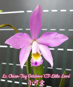Carica l'immagine nel visualizzatore Galleria, Laeliocattleya Chian-Tzy Ostelove 'CT-Little Love'