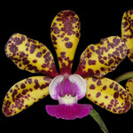 Carica l'immagine nel visualizzatore Galleria, Cattleya Jungle Eyes (C. Jungle Elf × C. aclandiae)