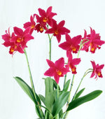 Carga la imagen en el visor de la Galería, Sophrolaeliocattleya Hsin Buu Lady