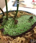 Carica l'immagine nel visualizzatore Galleria, Lecanopteris mirabilis