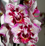 Carica l'immagine nel visualizzatore Galleria, Phalaenopsis Lianher Happy Pearl - Peloric