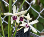 Carica l'immagine nel visualizzatore Galleria, Vanda (Neofinetia) falcata x Luisia thailandica