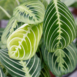 Carica l'immagine nel visualizzatore Galleria, Maranta Leuconeura 'Lemon Lime'