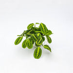 Carica l'immagine nel visualizzatore Galleria, Maranta Leuconeura 'Lemon Lime'