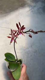 Carica l'immagine nel visualizzatore Galleria, Phalaenopsis Marianne Schmoll (P. honghenensis x cornu-cervi)