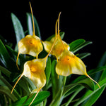 Carica l'immagine nel visualizzatore Galleria, Masdevallia ibrida giallo-bianco