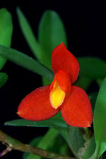 Carica l'immagine nel visualizzatore Galleria, Maxillaria sophronitis