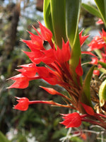 Carica l'immagine nel visualizzatore Galleria, Maxillaria coccinea