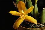Carica l'immagine nel visualizzatore Galleria, Maxillaria rufescens