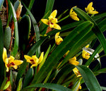 Carica l'immagine nel visualizzatore Galleria, Maxillaria variabilis yellow