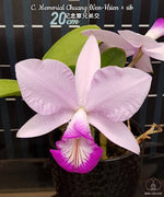 Carica l'immagine nel visualizzatore Galleria, Cattleya Memorial Chuang Wen-Hsien (Cattleya violacea × Cattleya nobilior)