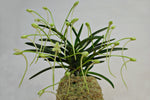Carica l'immagine nel visualizzatore Galleria, Neofinetia falcata 'Midori Jujisei' 녹십자성 緑十字星