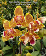 Carica l'immagine nel visualizzatore Galleria, Phalaenopsis Miki Big Wave (peloric - 3 lips)
