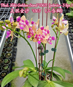 Carica l'immagine nel visualizzatore Galleria, Phalaenopsis Miki Golden Sand '1363' (peloric - 3 lips)