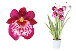 Carica l'immagine nel visualizzatore Galleria, Miltoniopsis Newton Falls