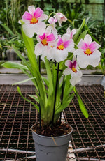 Carica l'immagine nel visualizzatore Galleria, Miltoniopsis Quintals Aloha (Bertha baker x Keiko Komoda)