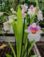 Carica l'immagine nel visualizzatore Galleria, Miltoniopsis Quintals Aloha (Bertha baker x Keiko Komoda)