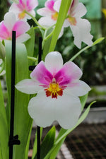 Carica l'immagine nel visualizzatore Galleria, Miltoniopsis Quintals Aloha (Bertha baker x Keiko Komoda)