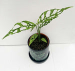 Carica l'immagine nel visualizzatore Galleria, Monstera Obliqua "Perù"