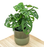 Carica l'immagine nel visualizzatore Galleria, Monstera adansonii - Monkey Leaf