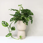 Carica l'immagine nel visualizzatore Galleria, Monstera adansonii - Monkey Leaf