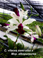 Carica l'immagine nel visualizzatore Galleria, Myrmecocattleya HKN Yen's Devotion (Myrmecophila thomsoniana × Cattleya violacea)