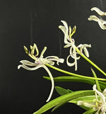 Carica l'immagine nel visualizzatore Galleria, Neofinetia falcata ‘Nangoku no Mai’ 南国の舞