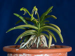Carica l'immagine nel visualizzatore Galleria, Neofinetia falcata 'Fugaku' 富嶽