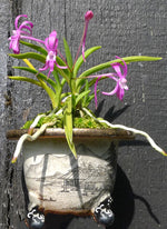 Carica l'immagine nel visualizzatore Galleria, Neofinetia falcata 'Kouyo'(光陽)濃赤花