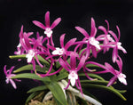 Carica l'immagine nel visualizzatore Galleria, Neofinetia falcata 'Raikoumaru' 雷紅丸