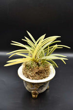 Carica l'immagine nel visualizzatore Galleria, Neofinetia falcata 'Tenkeifukurin' 天恵覆輪