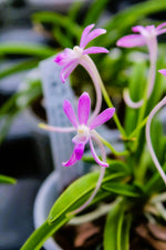 Carica l'immagine nel visualizzatore Galleria, Neofinetia falcata 'Wonhong' 원홍 元紅