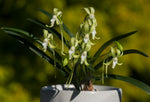 Carica l'immagine nel visualizzatore Galleria, Neofinetia falcata 'Hisui' 翡翠