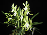 Carica l'immagine nel visualizzatore Galleria, Neofinetia falcata 'Hisui' 翡翠