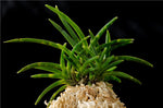 Carica l'immagine nel visualizzatore Galleria, Neofinetia falcata 'Kinkousei' 金光星