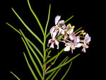 Carica l'immagine nel visualizzatore Galleria, Papilionanda Pink Fairy (Neofinetia falcata x Papilionanthe teres)