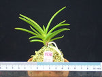 Carica l'immagine nel visualizzatore Galleria, Neofinetia falcata 'Benisuzume' 紅雀
