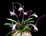 Carica l'immagine nel visualizzatore Galleria, Neofinetia falcata 'Hanakanzashi' 花簪