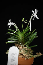 Carica l'immagine nel visualizzatore Galleria, Neofinetia falcata 'Aojiku Yoroidōshi' 青軸鎧通し