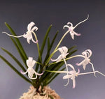 Carica l'immagine nel visualizzatore Galleria, Neofinetia falcata 'Tenshou' 天晶