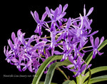 Carica l'immagine nel visualizzatore Galleria, Neostylis Lou Sneary 'Blue' (Neofinetia falcata x Rhynchostylis coelestis blue)