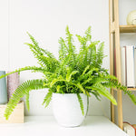 Carica l'immagine nel visualizzatore Galleria, Nephrolepis exaltata 'Green Lady'