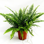 Carica l'immagine nel visualizzatore Galleria, Nephrolepis exaltata 'Green Lady'