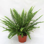 Carica l'immagine nel visualizzatore Galleria, Nephrolepis exaltata 'Green Lady'