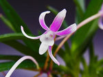 Carica l'immagine nel visualizzatore Galleria, Neofinetia falcata 'Niji-no-Shizuku’ 虹の雫