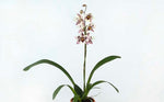 Carica l'immagine nel visualizzatore Galleria, Odontoglossum Anne Claire