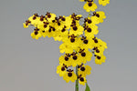 Carica l'immagine nel visualizzatore Galleria, Oncidium Little Panda (Moon Shadow x varicosum)
