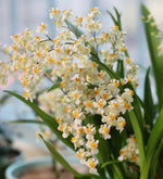 Carica l'immagine nel visualizzatore Galleria, Oncidium Twinkle 'Jasmin'