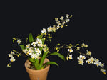 Carica l'immagine nel visualizzatore Galleria, Oncidium Twinkle colori misti